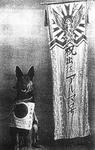 「さよなら、アルマ ～赤紙をもらった犬～」